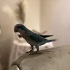 كويكر تركواز هدد واليف