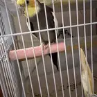 كروان ذكر للبيع