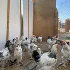 صيصان براهما