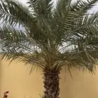 نخله برحي مجانا