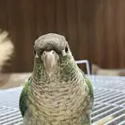 ببغاء كنيور جرين تشيك تركواز