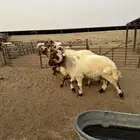 فحول أنعيم صنف اللبييع
