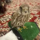 طير انثى للبيع على السوم