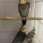للبيع طيور كروان تم التعديل