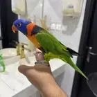 لوري رد كولار اليف وهدد ومتكلم ولعوببب