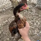 دجاج سندي لون طرب