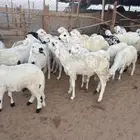 سواكن