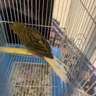 ذكر كنار سوري مغرد حريقه (تم البيع )