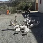 وز عراقي كريمي
