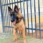 جيرمن شيبرد