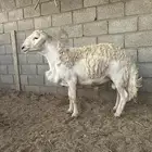 فحل حري مشروط