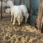 خرفان