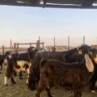 للبيع معزا عوارض مضاريع ودفيع بالفحل