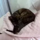 قطة انثى للتبني