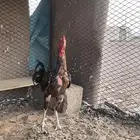 ديك باكستاني