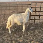 للبيع رخل حريه