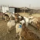 ذبايح حريات وسواكن