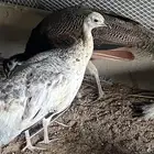 طاووس بلاك شولدر