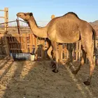 بكار عوادي لقحات من 5800 تم البيع