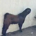 تيس شامي فاخر