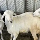 للبيع طلي مقفل شحم ولحم