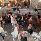 ديوك للبيع
