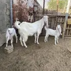 عنز مشروك بيضا