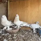 جوز تركي خطين