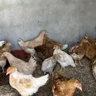 دجاج تركي بشاير سعر الحبه 25