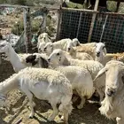 غنم خلفات حريات