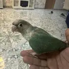 فرخ كنيور