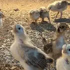 صيصان صوص فروخ فرخ