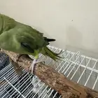 ببغاء درة انتاج البحرين العمر اقل من سنة