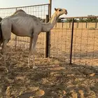 بكره