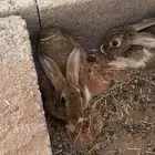 ارانب كبار الحناكيه