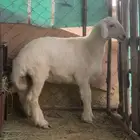 طلي صنف