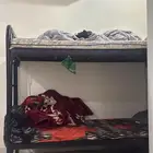سرير للبيع دورين
