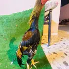 زوج شامو ياباني ماشاءالله جميل