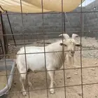 تيس قزمي اتشيكي