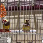 للبيع زوج طيور الجولديان فنيش