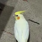 للبيع كروان لاتينو اليف عيون حمر