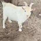 ماعز قزم للبيع