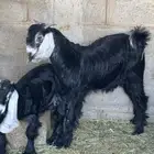تيس عارض وطلي هرفي