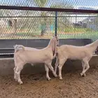 للبيع جفار وتيس مطورات صنف
