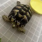 للبيع سلحفاة يوناني صحية ونشيطة