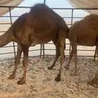 قعود طيب حق منسبات عمره 8 شهور