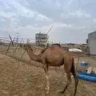 للبيع قعود وبكره
