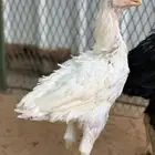 دجاجتين و ديك اذناب الهند
