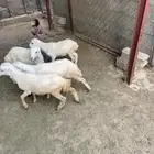اربع فران للبيع