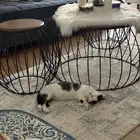 قطة للتبني حامل